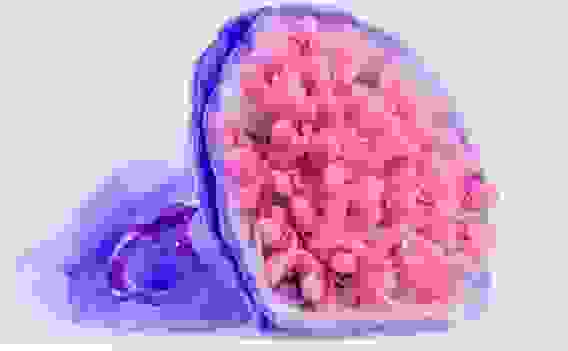 Букет из игрушек Toy Bouquet "Зайчата", цвет: фиолетовый, 25 игрушек