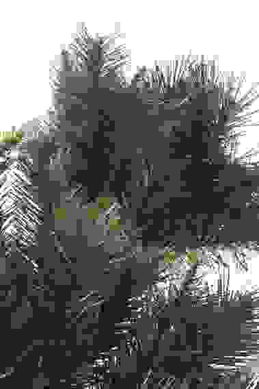 Ель искусственная "Alexander Pine", напольная, высота 122 см